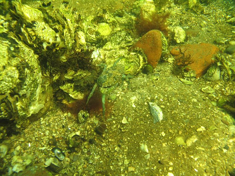 Coll NL 026.JPG